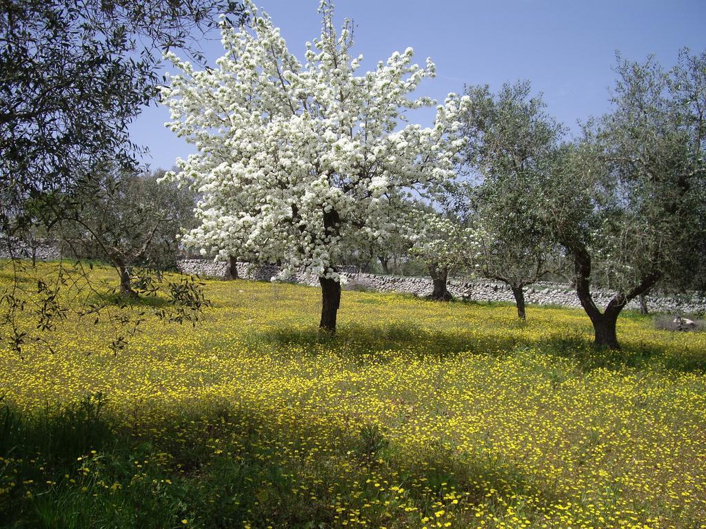 Trulli Convertini Locorotondo Buitenkant foto