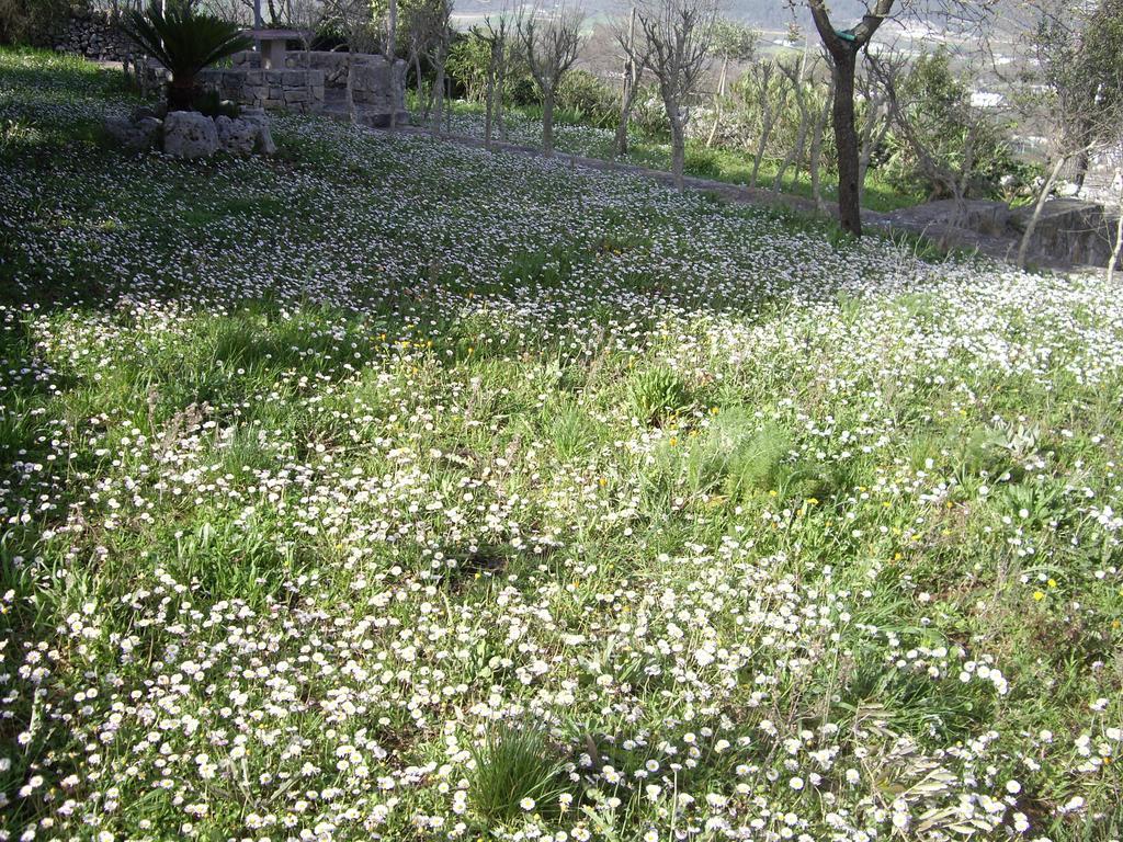 Trulli Convertini Locorotondo Kamer foto